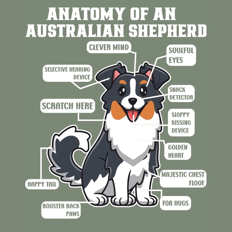 Australischer Schäferhund Aussie Dad Aussie Mom