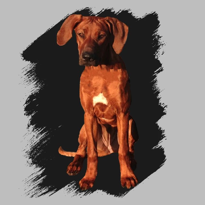 Rhodesian Ridgeback on black background
