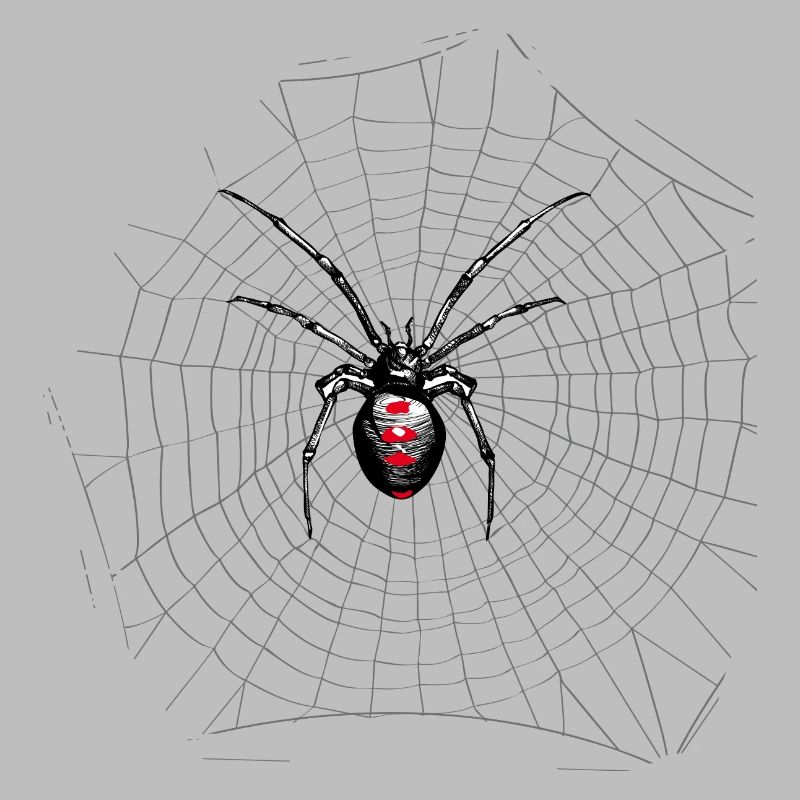 Spider web