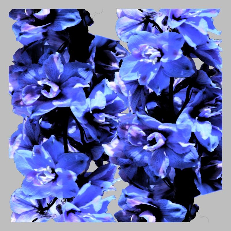 Jacinthe bleu