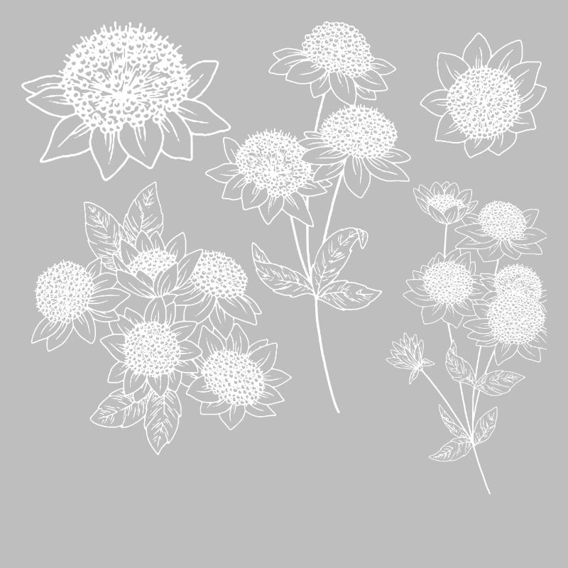 Groupe de fleurs astrantia maxima