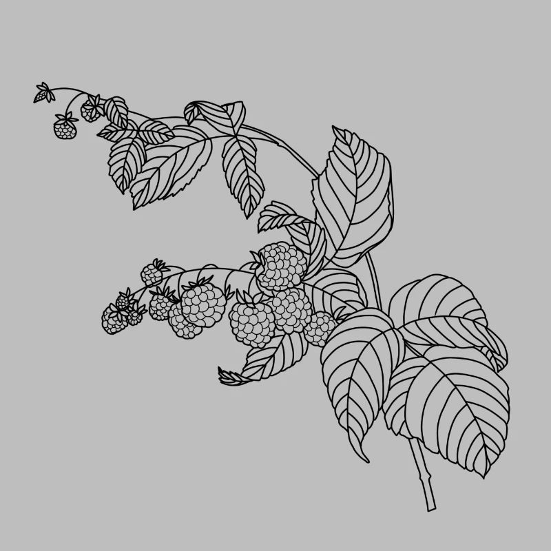 Raspberry