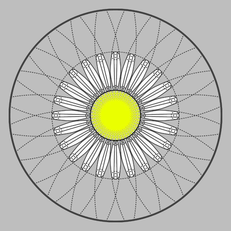 Gänseblümchen - Dunkel