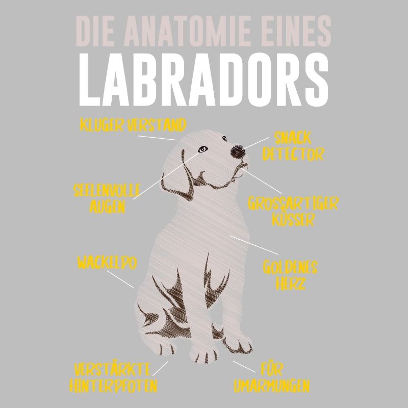 Anatomie eines Labradors Hundehalter Labrador
