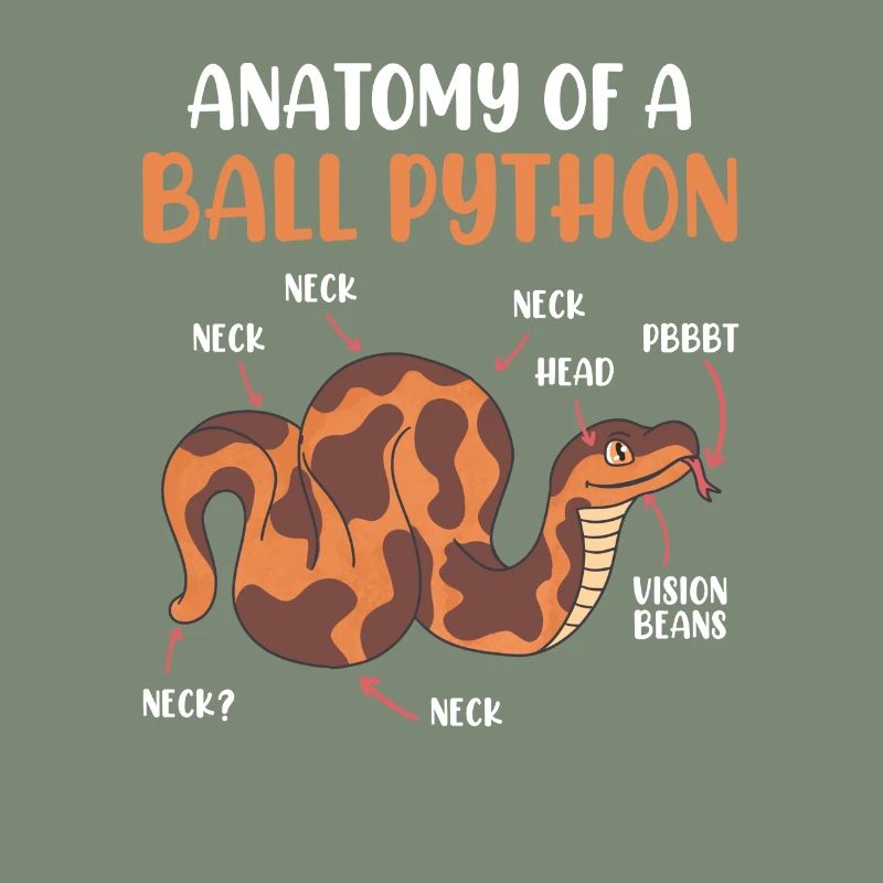 Serpents Anotomie d’un python de boule de python royalpython