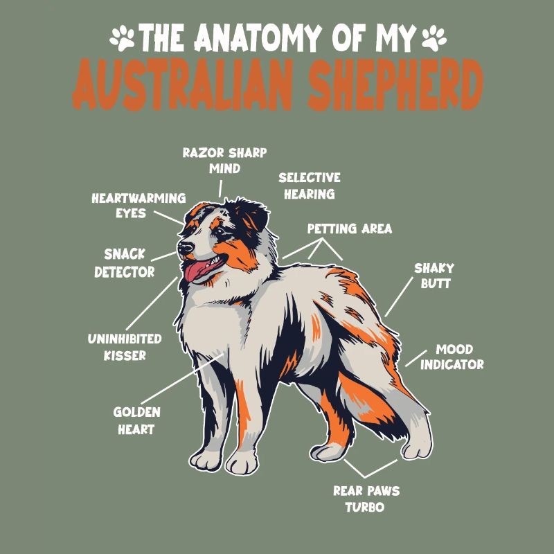 Australian Shepherd Aussie Anatomie Aussie