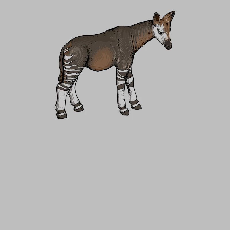 Okapi I forest giraffe from the rainforest for