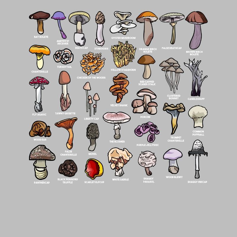Champignons avec le nom collection de champignons