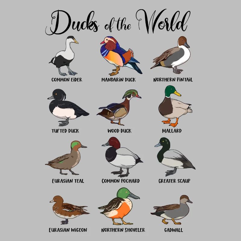 Différents canards - types de canards