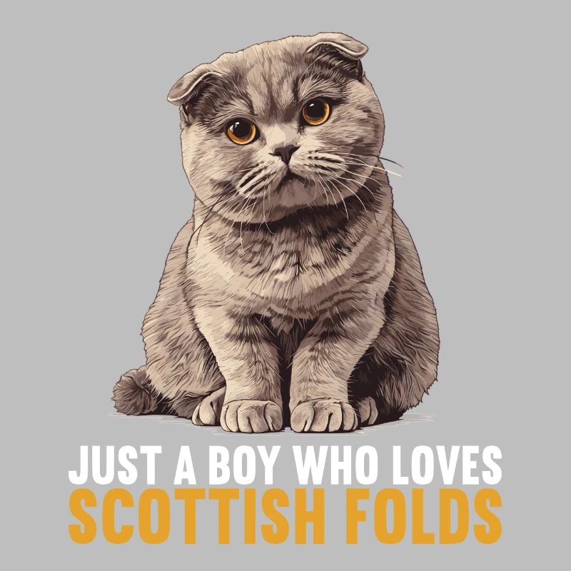 Scottish Fold Kitten Scottish Fold chat