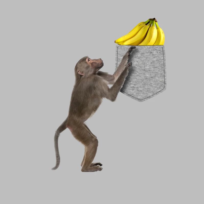 Pavian-Affe, der nach Banane in falscher Tasche greift