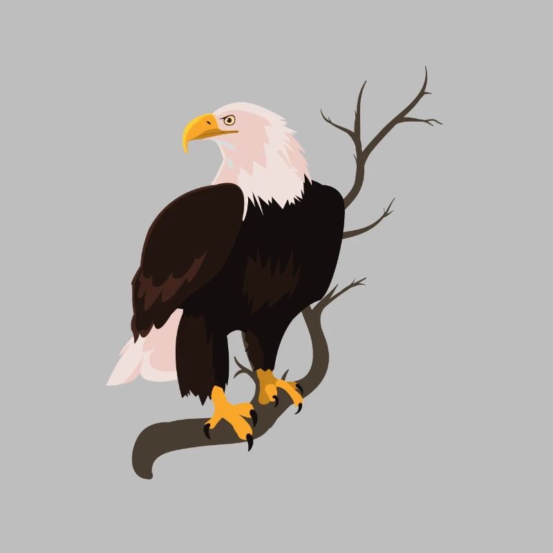 White-headed Eagle Bird Hawk Hawk Buzzard Nature