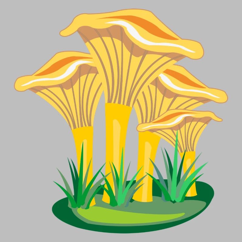 Champignons champignons