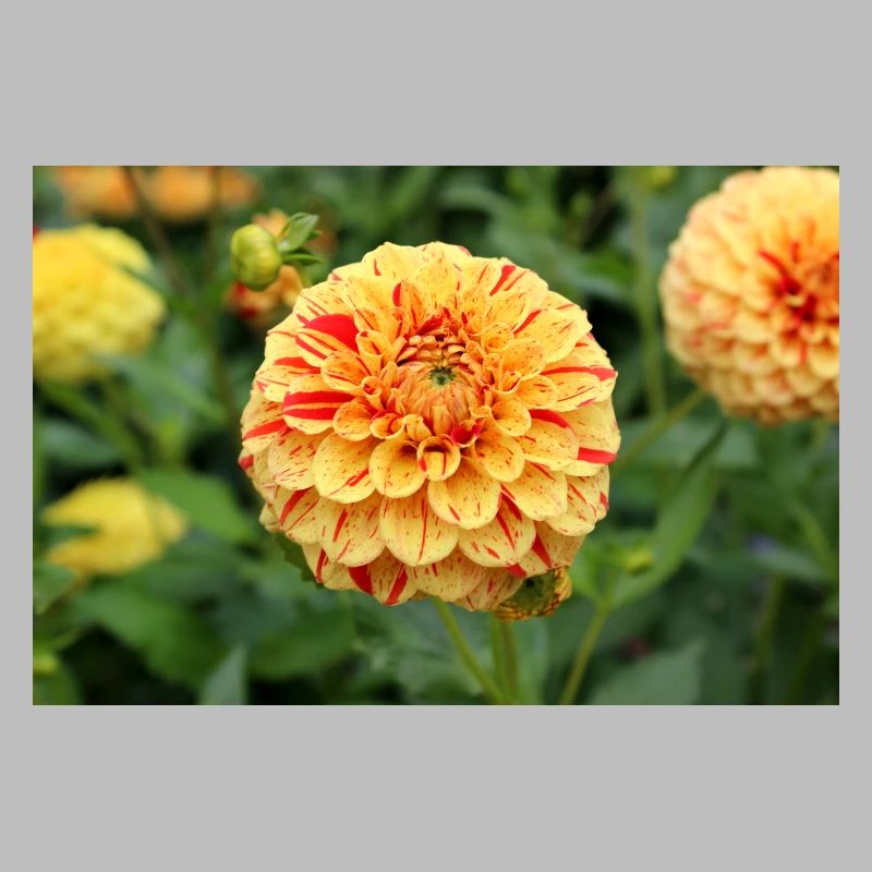 Affiche fleur de fleur de dahlia jaune