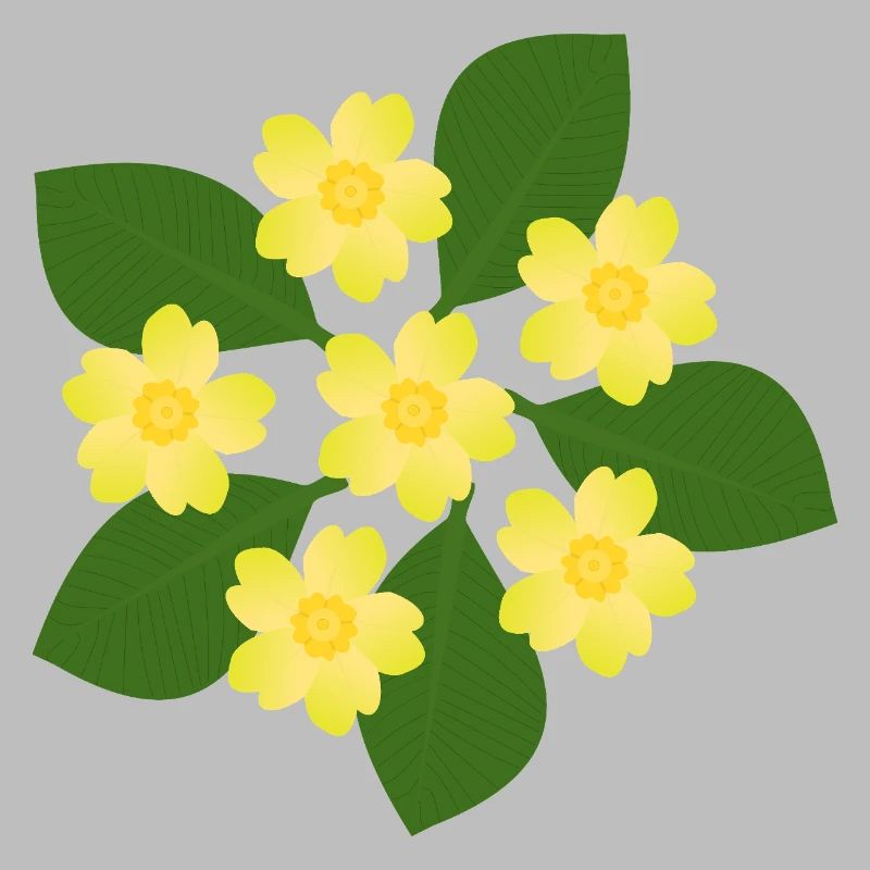 Février, Fleurs de naissance, primevères d’anniversaire, fleur d’anniversaire