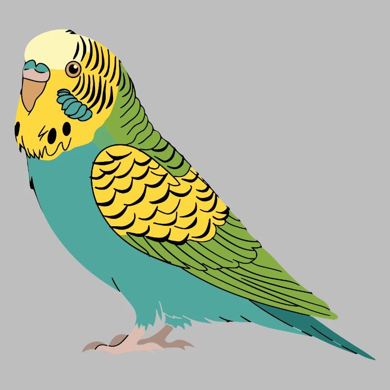 Perruche perruche turquoise vert jaune