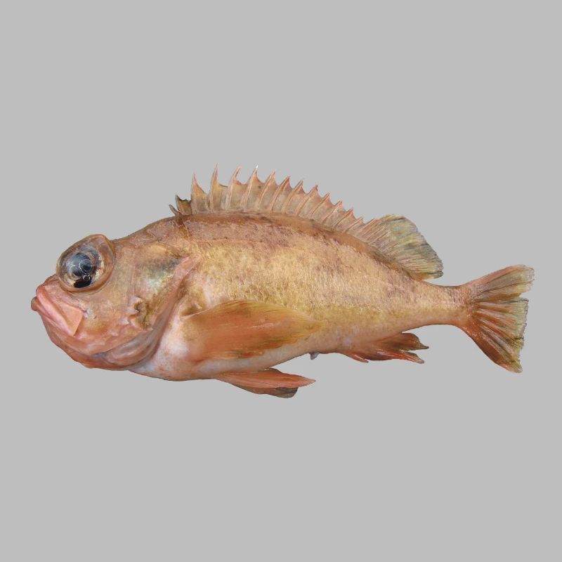 Fish Redfish