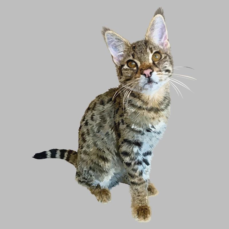 Tabby