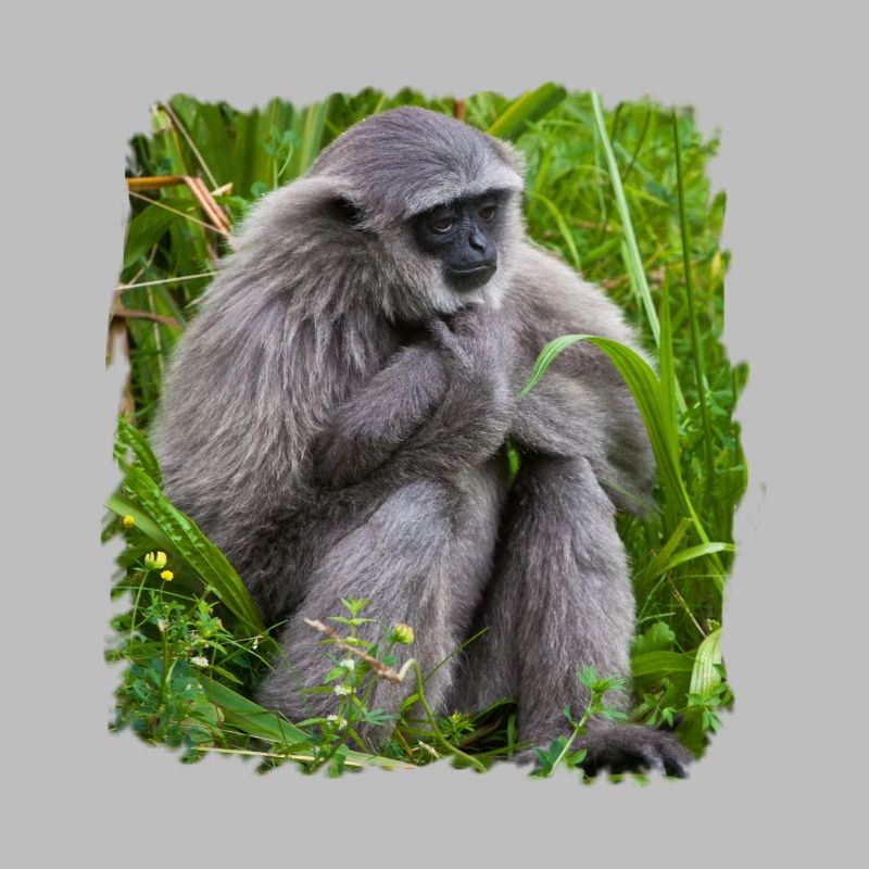 Monkey Monkey Gibbon monkey