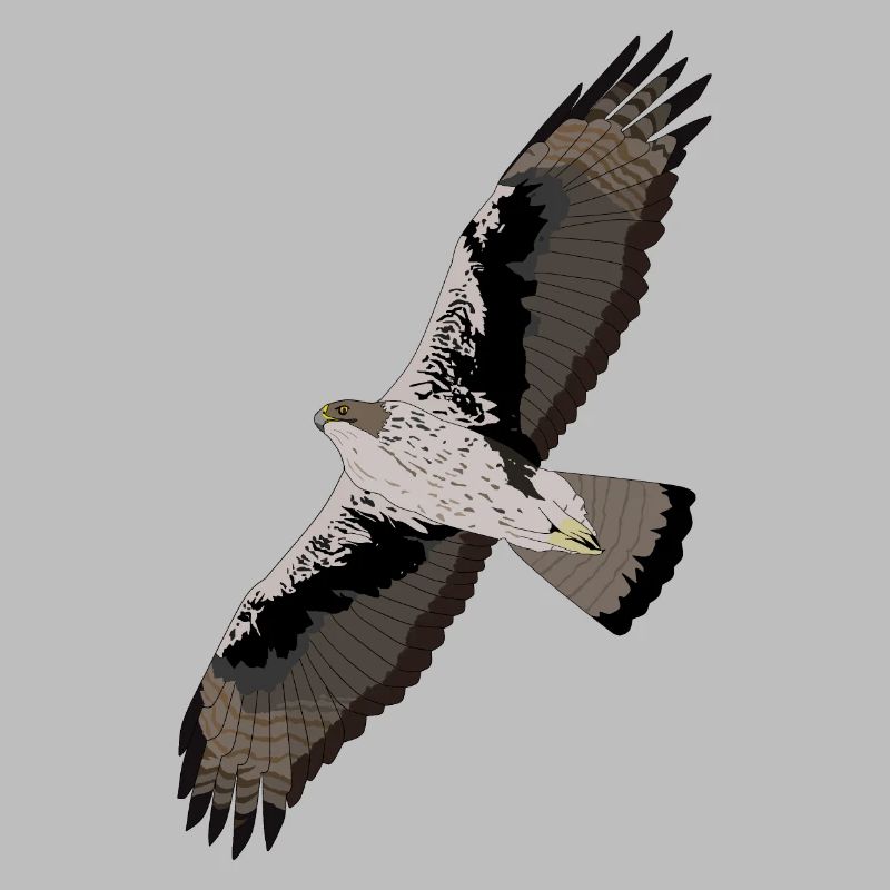 Aigle de Bonelli