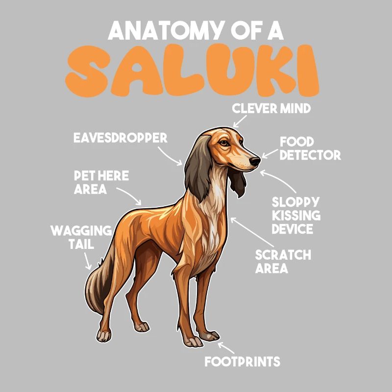 Explication du chien Anatomie d’un Saluki