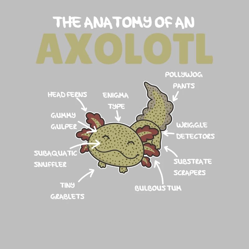 Axolotl Explication Anatomie d’un Axolotl