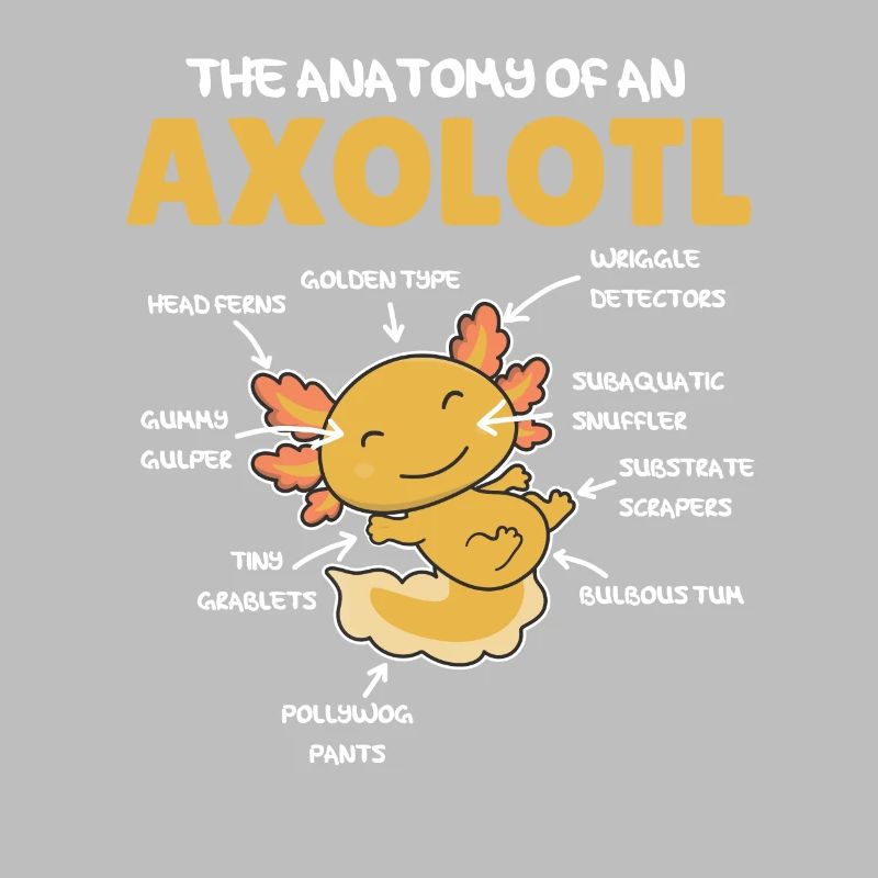 Axolotl Explication Anatomie d’un Axolotl