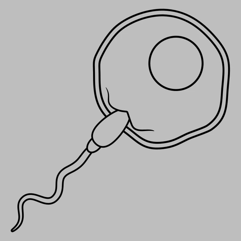 fertilization egg insemination egg sperm sperm