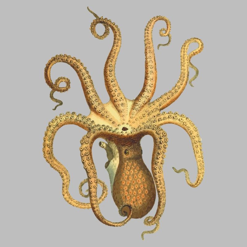 squid giant octopus octopus octopus squid sepia fish