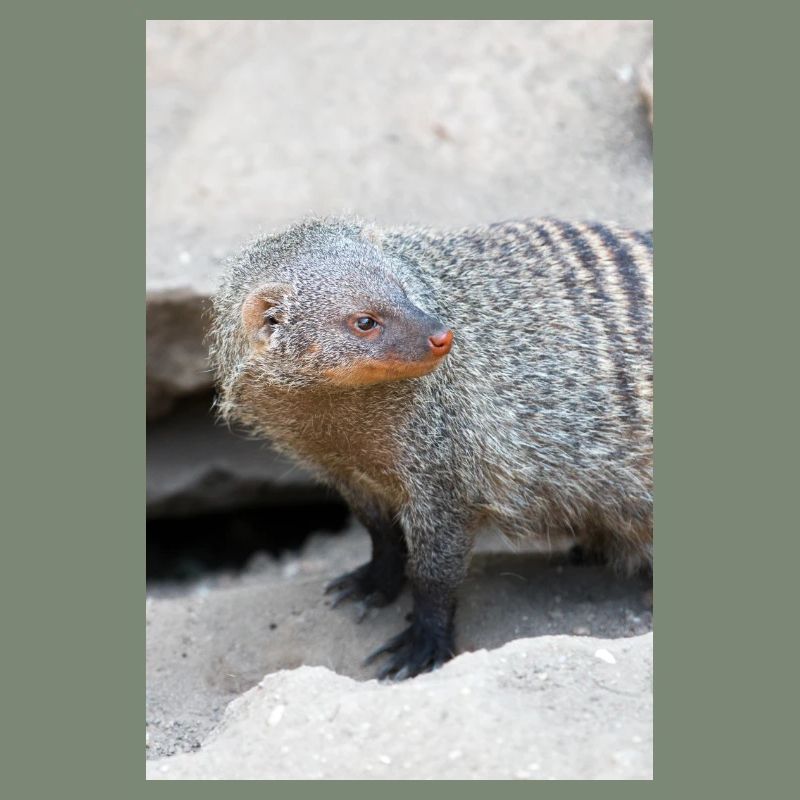 Gebänderte Manguste oder Zebramanguste