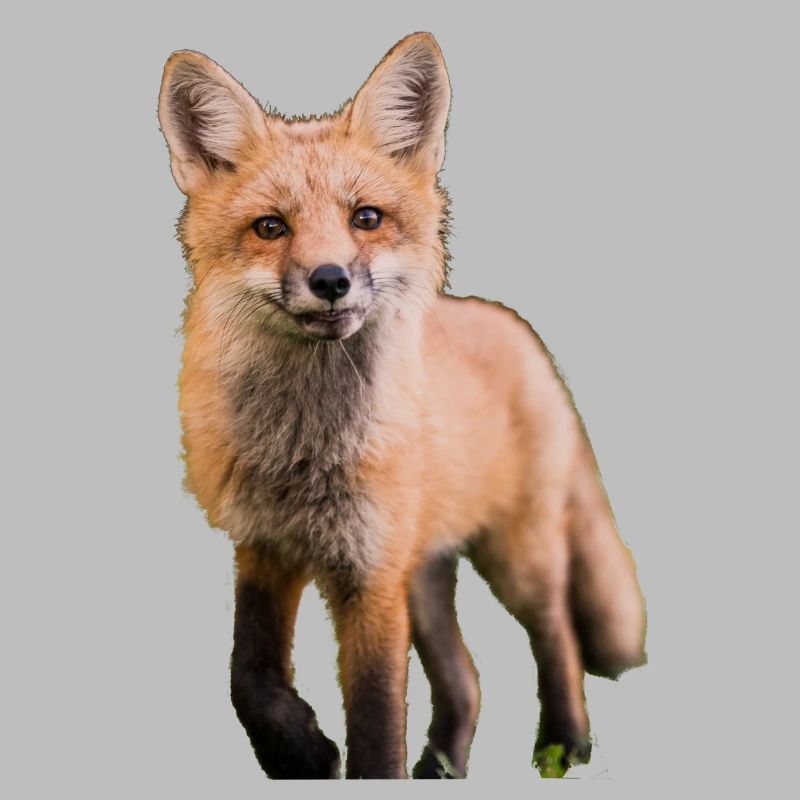 Fuchs