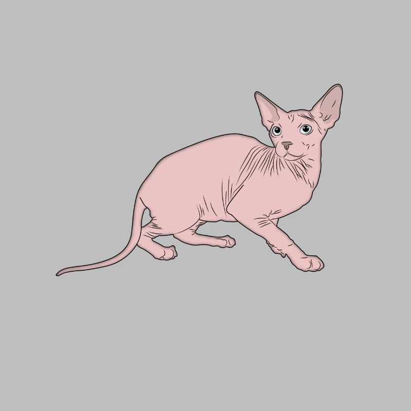 Chat Sphynx
