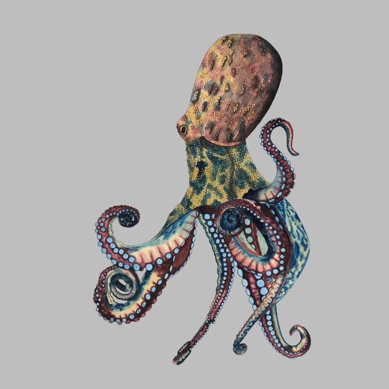 Octopus Squid