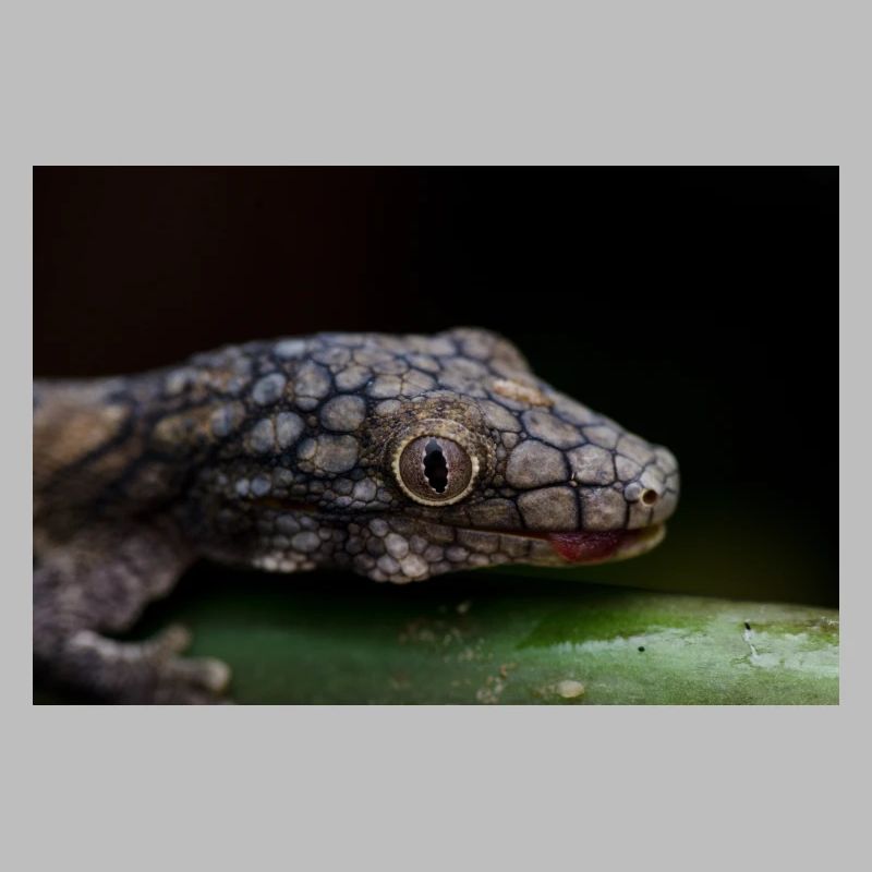 Eurydactylodes symmetricus