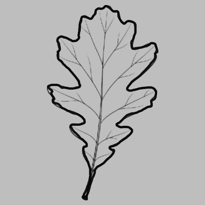 LiGu Design - Oak Leaf Outline