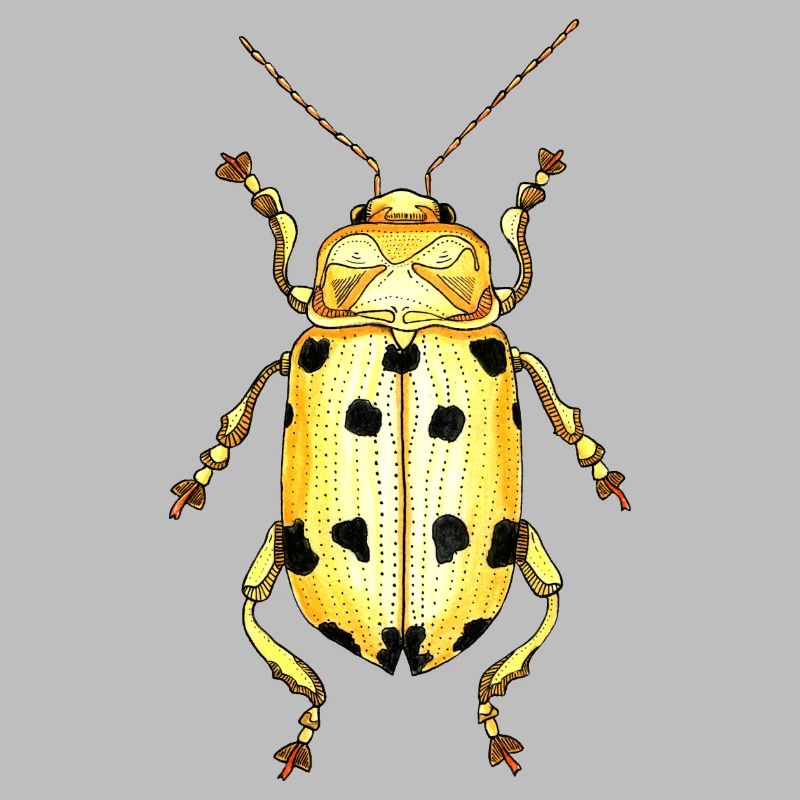 Big Beetle Stag - cerf géant