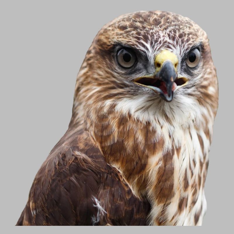 adler eagle buzzard
