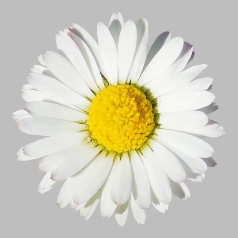 Gänseblümchen