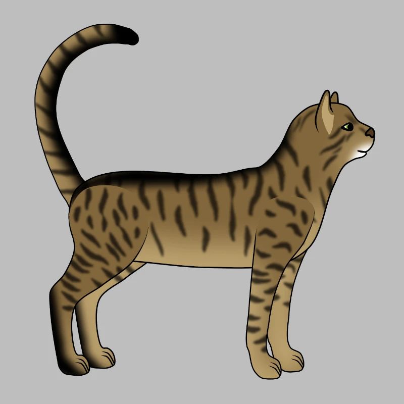 Chat rayé est