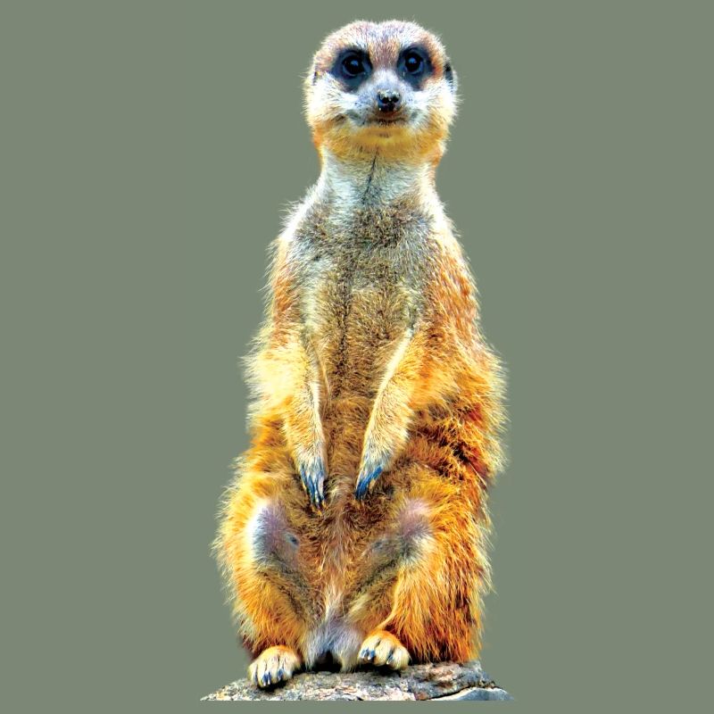 Suricate cool décontracté mignon mignon mignon