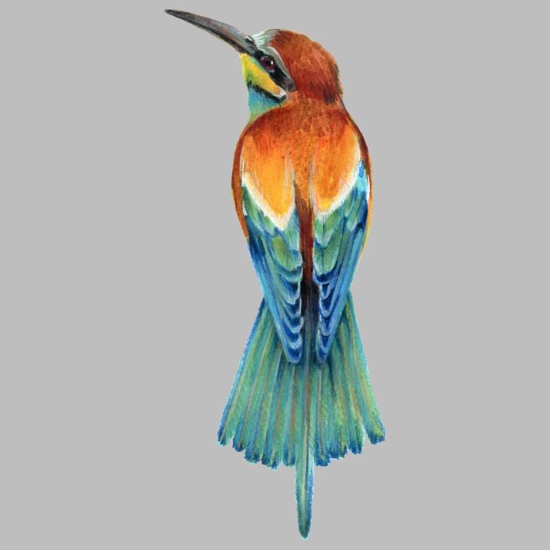 Bee-eater