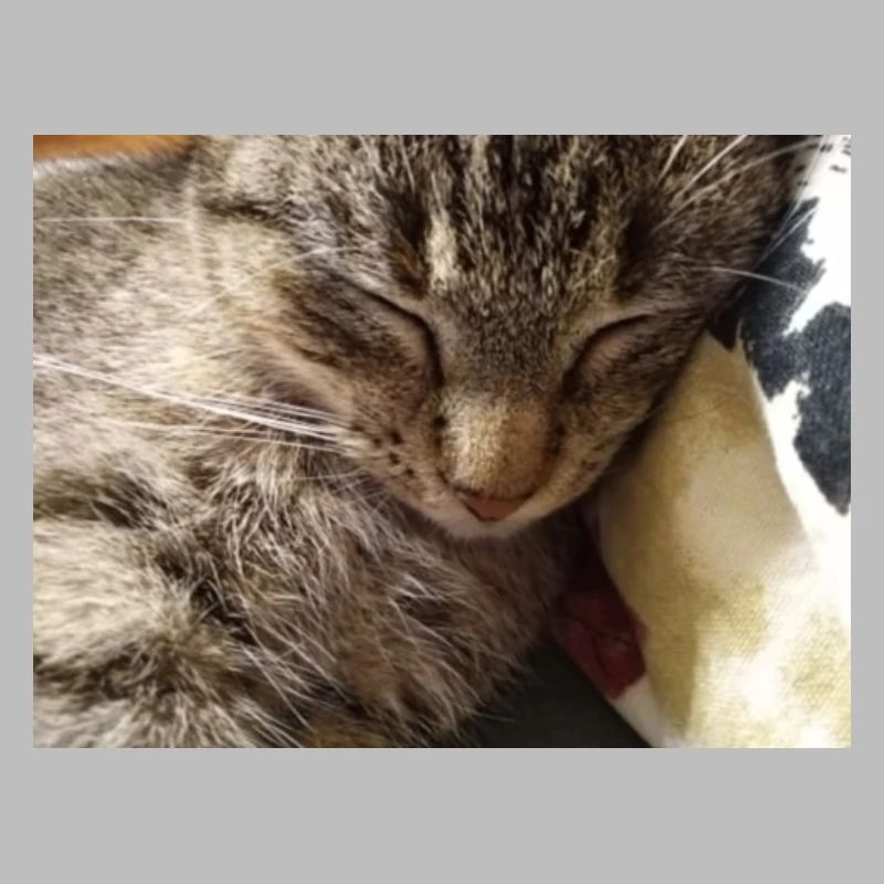 chat, cocur, chatte