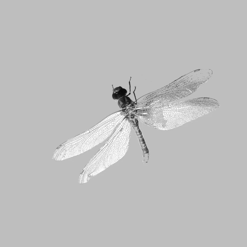 Libelle