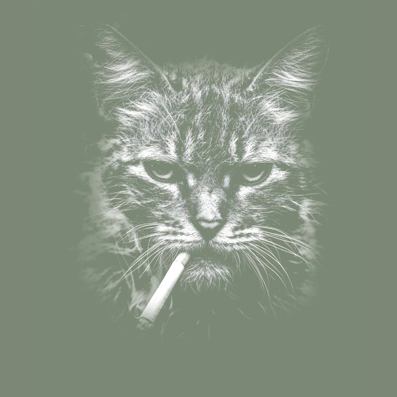 Rauchen, Zigarette, Katze raucht eine Zigarette