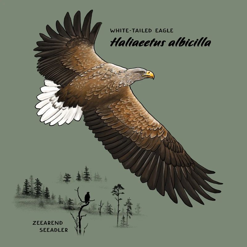 Pygargue à queue blanche