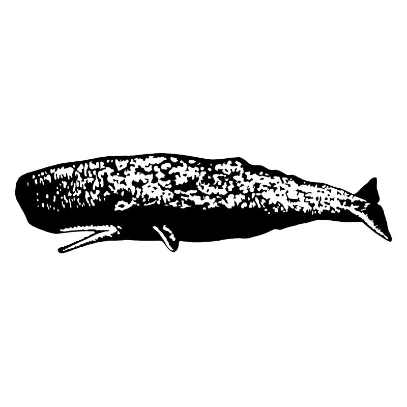 Sperm whale