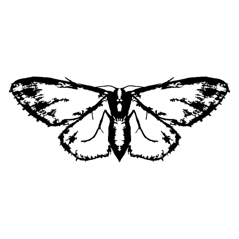 Moth / Butterfly / Moth