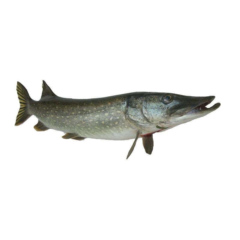Brochet