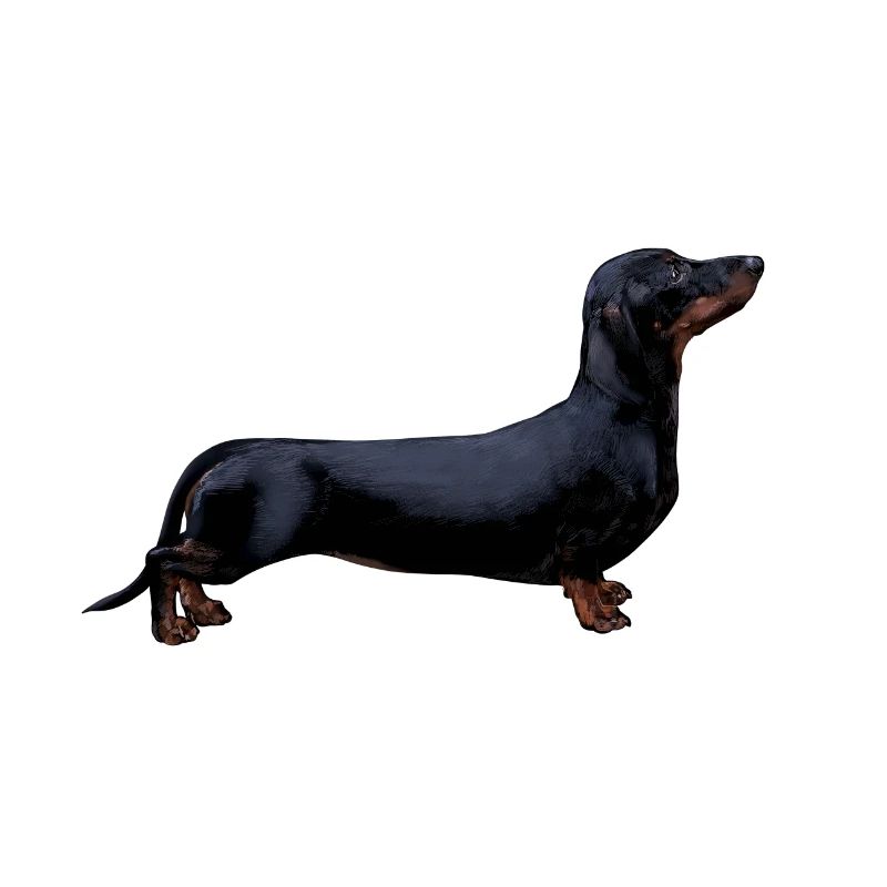 Dachshund