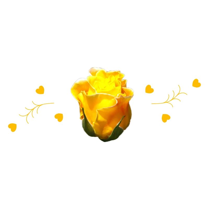 yellow roses